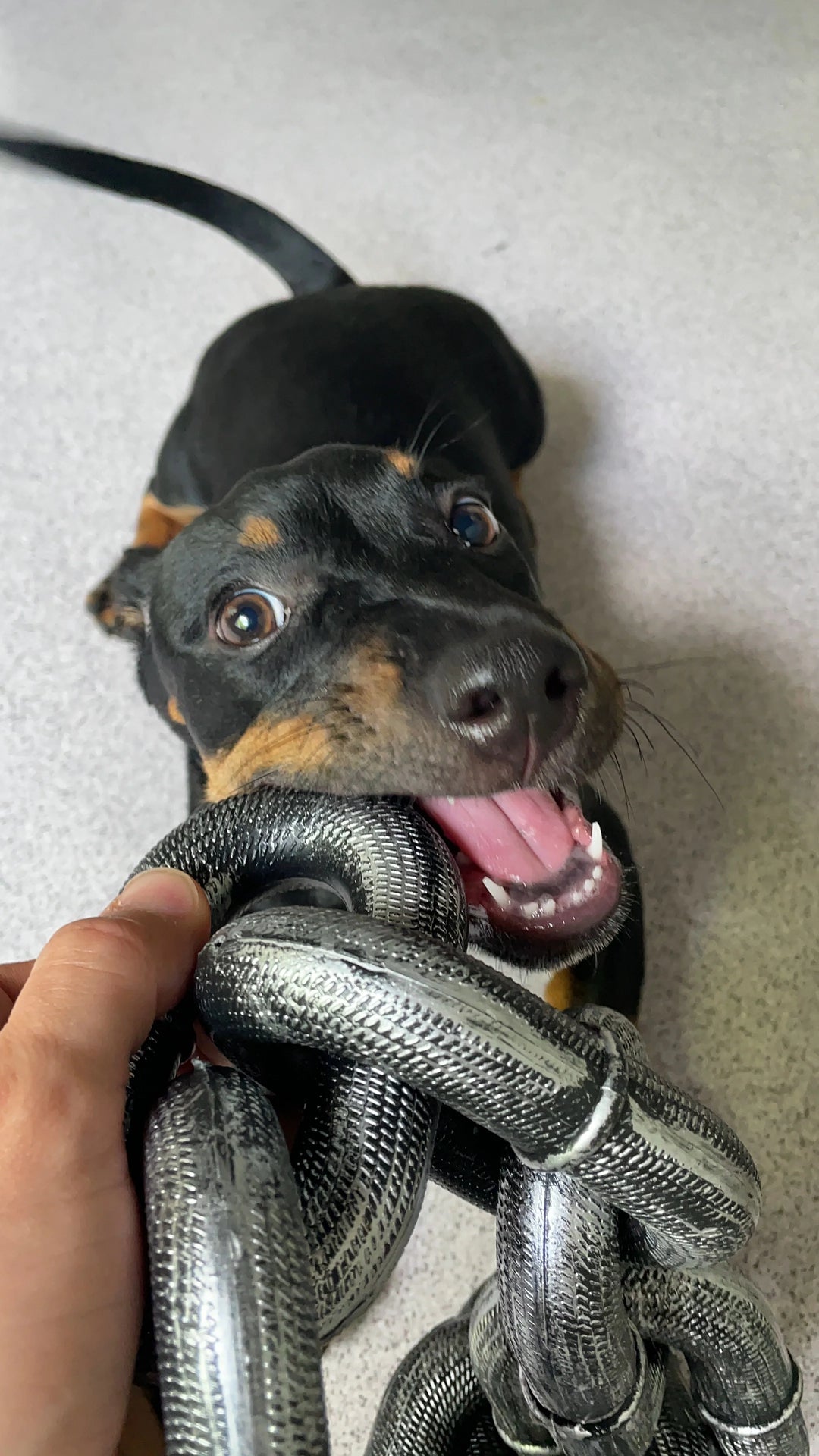 The Pawfect Chain | Leash for Dogs